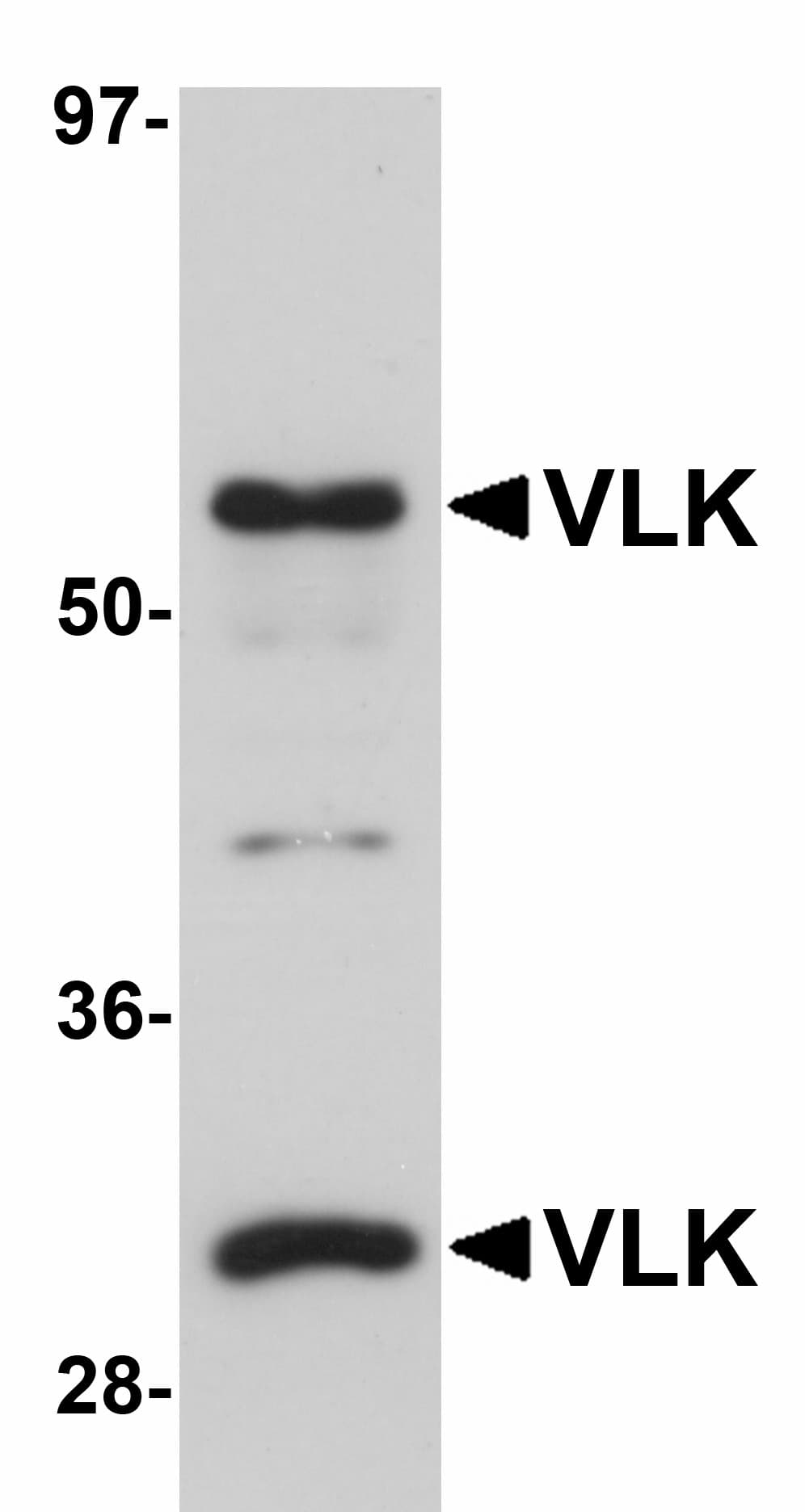 IHC-plus™ PKDCC / SGK493 Antibody