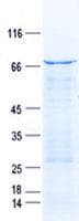 Human FAM113A Protein (Recombinant GST, N-terminus + His, C-terminus)