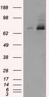 KIAA0153 / TTLL12 Antibody (clone OTI7F11)