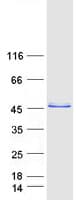 Human NRBF2 Protein (Recombinant Myc-DDK (Flag))