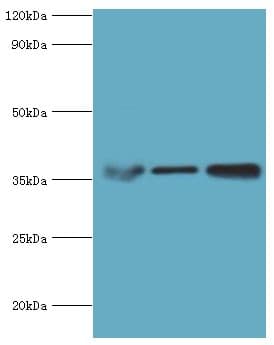 MDH / MDH2 Antibody (aa59-338)