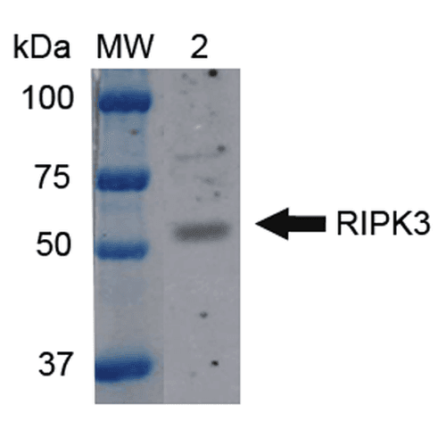 RIPK3 / RIP3 Antibody (FITC)