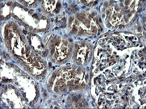 ANKMY2 Antibody (clone OTI1F11)