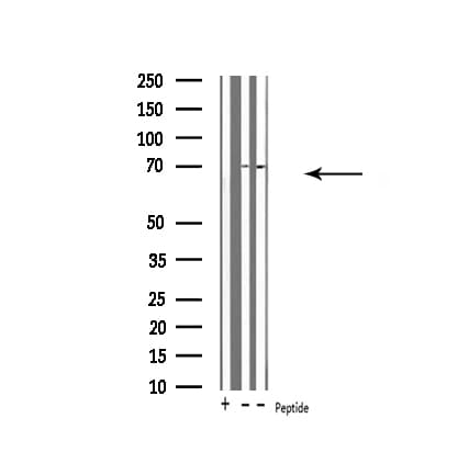 UBQLN3 Antibody