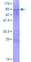 Human KIAA1970 / EARS2 Protein (Recombinant GST)