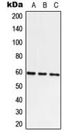 ATE1 Antibody (C-Terminus)