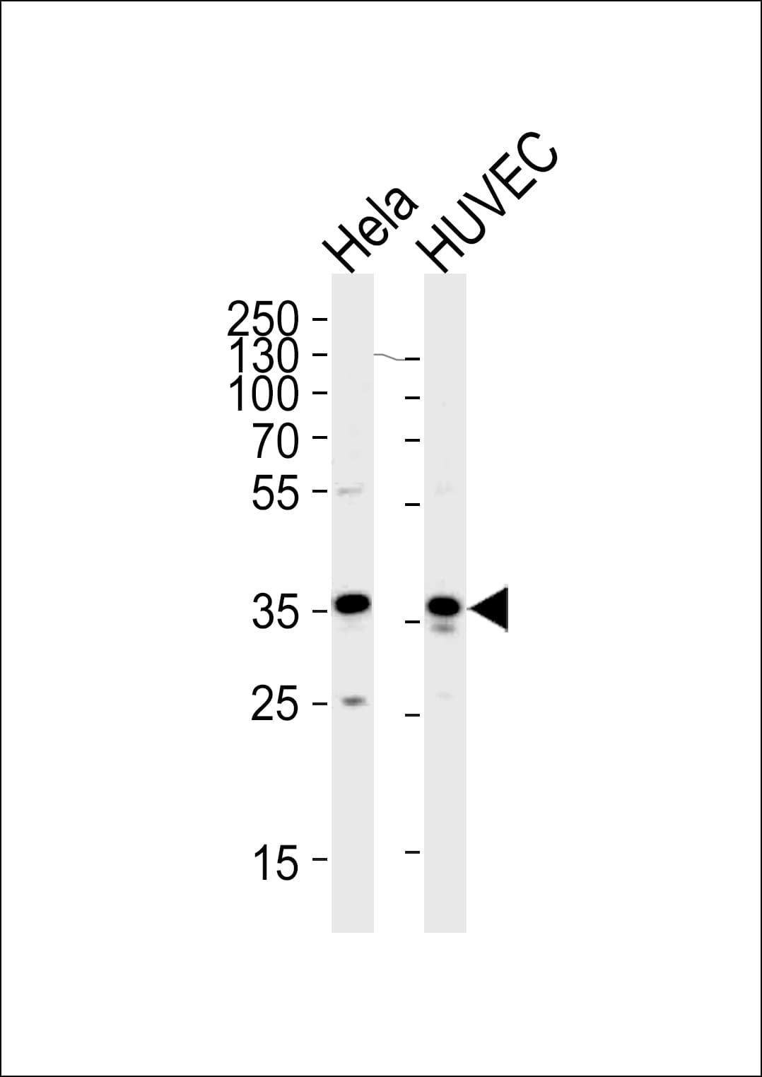 Polyclonal Rabbit anti-Human GAPDH Antibody (aa233-259, IHC, IF, WB)