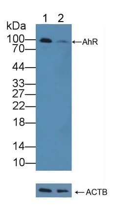 AHR Antibody (aa128-399)