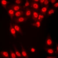 HIST3H3 Antibody