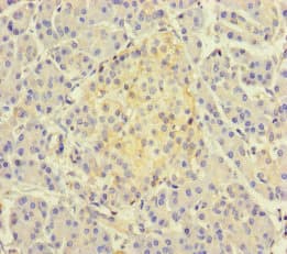TSNARE1 Antibody