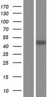 CBWD2 Protein (Over-Expression Lysate Myc-DDK (Flag))
