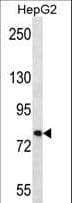 FNDC7 Antibody (aa705-735)