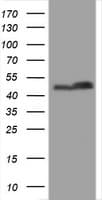 PAI-RBP1 / SERBP1 Antibody (clone OTI5G2)