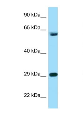 TCP1 Antibody (aa471-520)