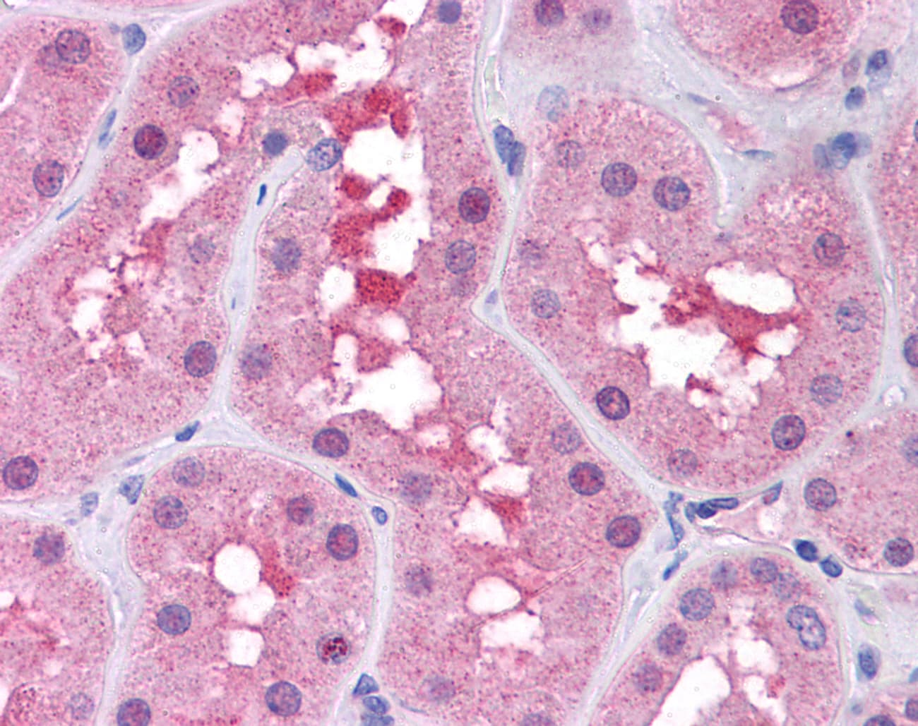 TP53 / p53 Antibody (N-Terminus)