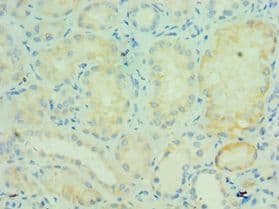 TRAF5 Antibody (aa1-300)