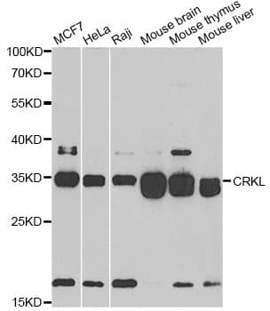 CRKL Antibody
