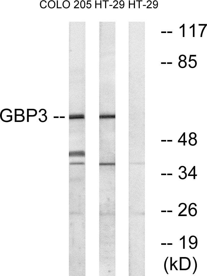 GBP3 Antibody