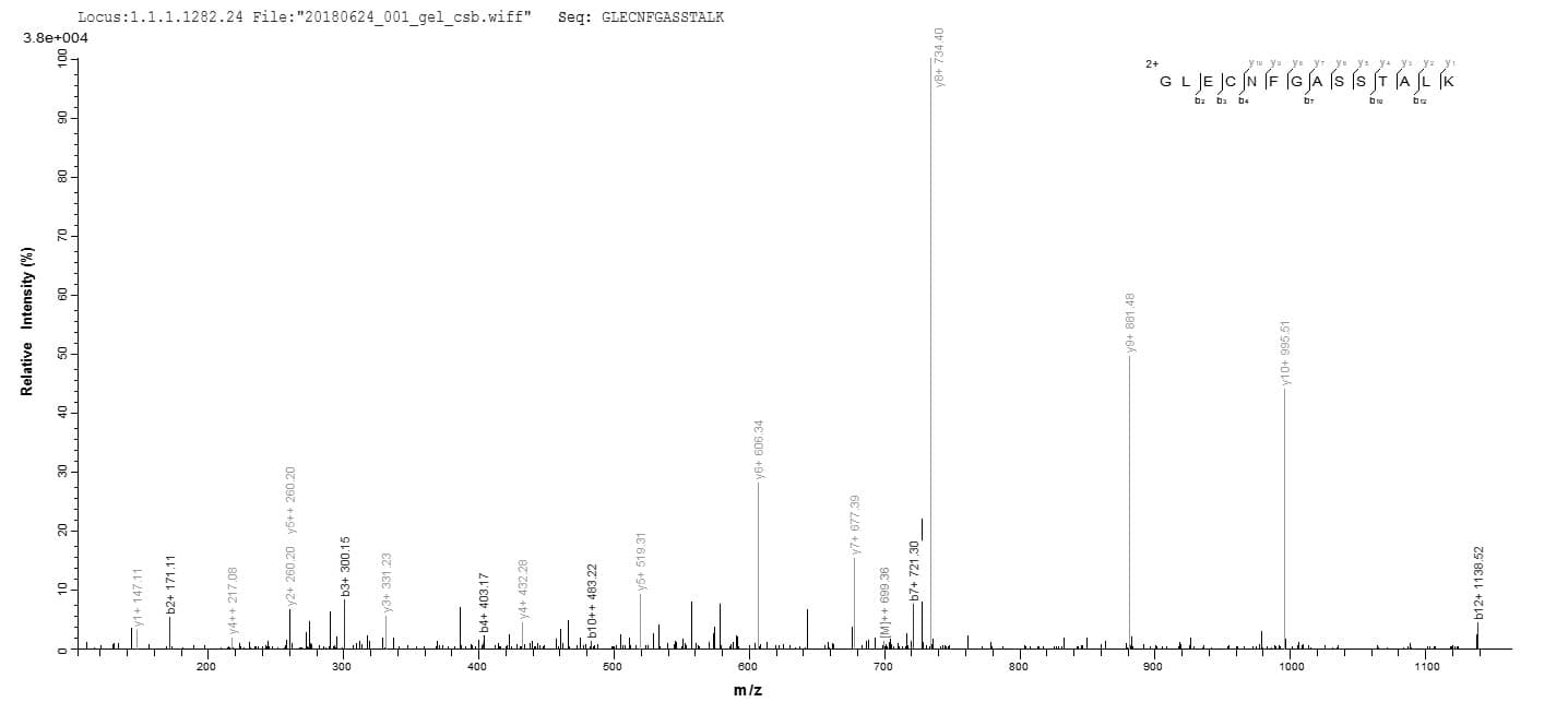 Mouse CYR61 Protein (Recombinant 10His, N-terminus)