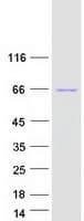 Human WAS / WASP Protein (Recombinant Myc-DDK (Flag))