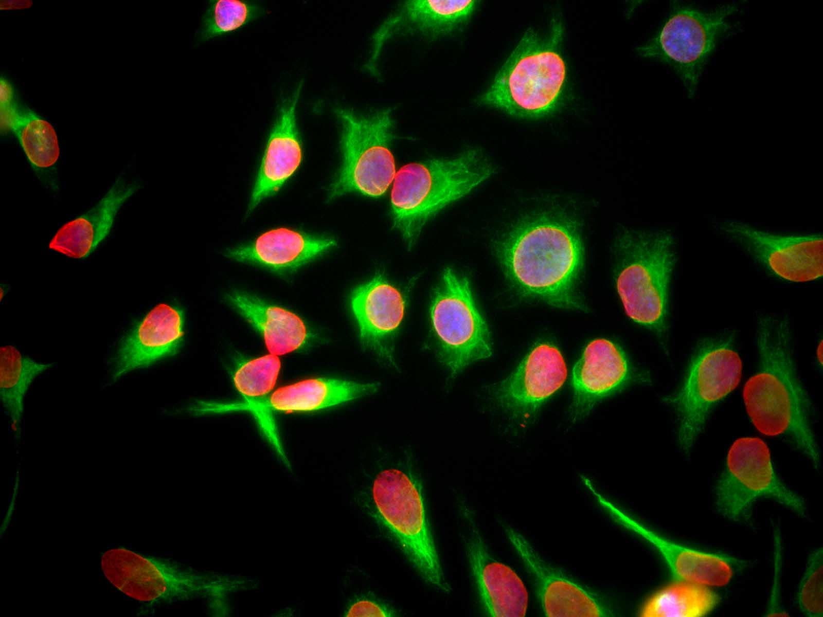 LMNA / Lamin A+C Antibody (clone 4C4)