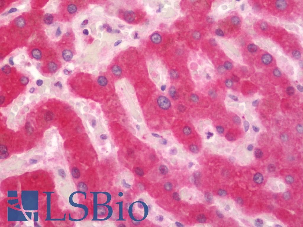 Monoclonal Mouse anti-Human CYP2C9 / Cytochrome P450 2C9 Antibody (clone 2C8, Carrier-free, IHC, WB)