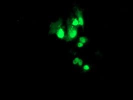 PBX1 Antibody (clone OTI1D9)
