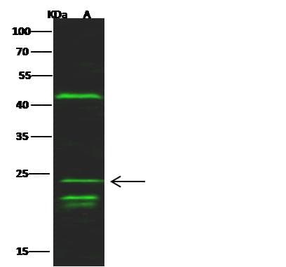 MAX Antibody (Preservative Free)