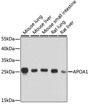Polyclonal Rabbit anti-Human APOA1 / Apolipoprotein A 1 Antibody (IF, WB)