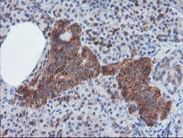 CRYZL1 Antibody (clone OTI2C3)