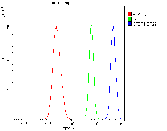 Polyclonal Rabbit anti-Human CTBP1 / CTBP Antibody (aa409-440, IHC, WB)