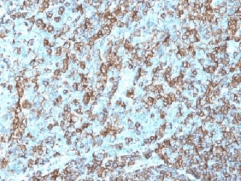 HLA-DRB1 Antibody (clone LN3, Azide-free, BSA-free)