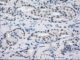 PSMA7 Antibody (clone OTI2A7, Carrier-free)
