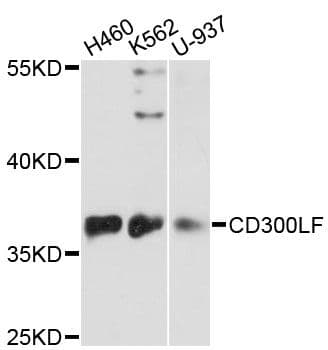 CD300LF / CD300f Antibody