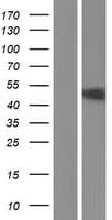Human GRAMD3 Protein (Over-Expression Lysate Myc-DDK (Flag))