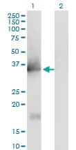 IL1A / IL-1 Alpha Antibody (clone 4B8)