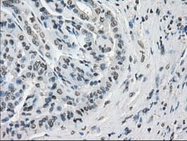 CYPOR / POR Antibody (clone OTI5B3)