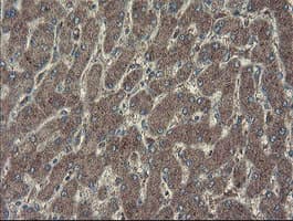 CHN1 Antibody (clone OTI1B7)
