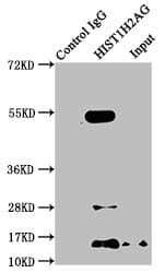 HIST1H2AI Antibody