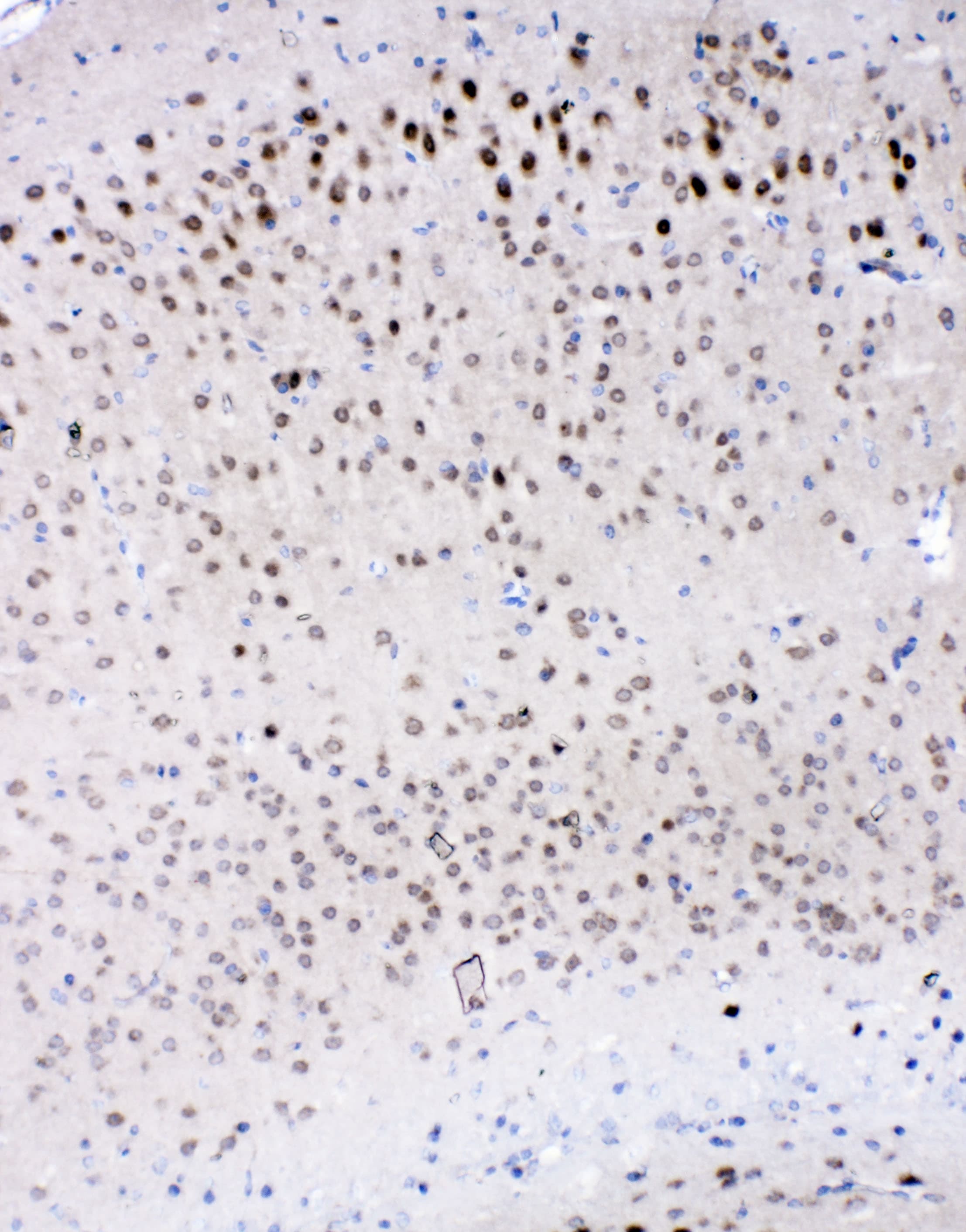 Polyclonal Rabbit anti-Mouse IL16 Antibody (WB)