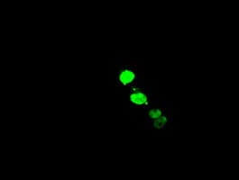 ELK3 / NET Antibody (clone OTI4G9)