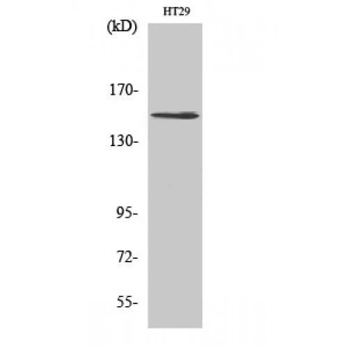 Polyclonal Rabbit anti-Human USP42 Antibody (220-300 aa, Internal, WB)