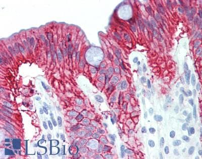 IHC-plus™ GPA33 / A33 Antibody