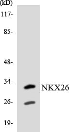 NKX2-6 Antibody (aa84-133)