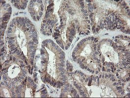 MRPS34 Antibody (clone OTI4B9)