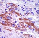 CSNK1D Antibody (aa321-352)