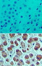 EIF4A1 Antibody (aa350-400)