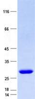 Human GAJ / MND1 Protein (Recombinant His, N-Terminal)