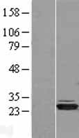 HIBADH Protein (Over-Expression Lysate Myc-DDK (Flag))