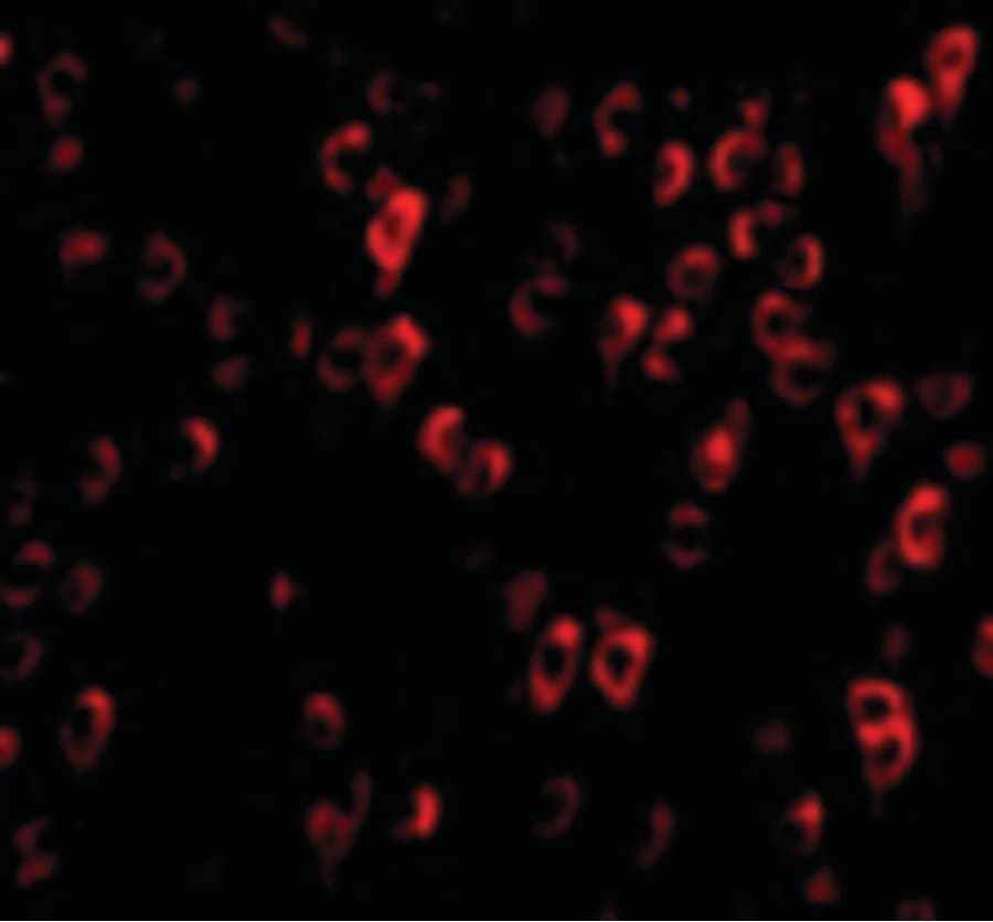 IHC-plus™ C1QTNF4 / CTRP4 Antibody
